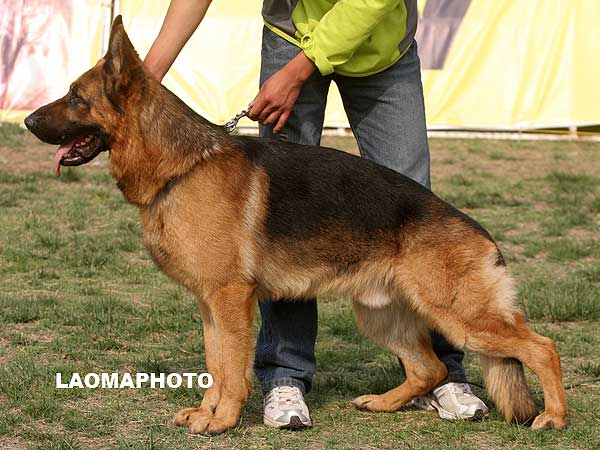 V3 1036* Sam von der Grafenburg 公 2005-07-27 萨姆 U-A4951 CSZ8001724 何不