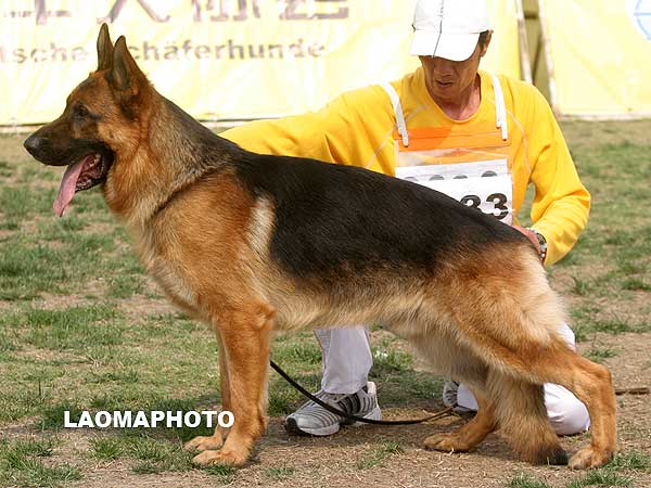 V5 1033 Piron von der Kahler Heide 公 2005-12-26 比龙 G-F3083 CSZ8001739 张志民