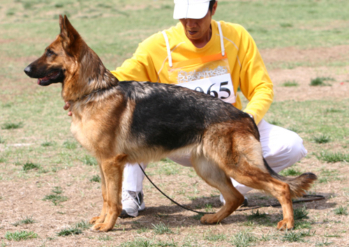 V5 2065 Edana von DeYa 母 2006-01-18 CSF4805 CSZ28521 赵健