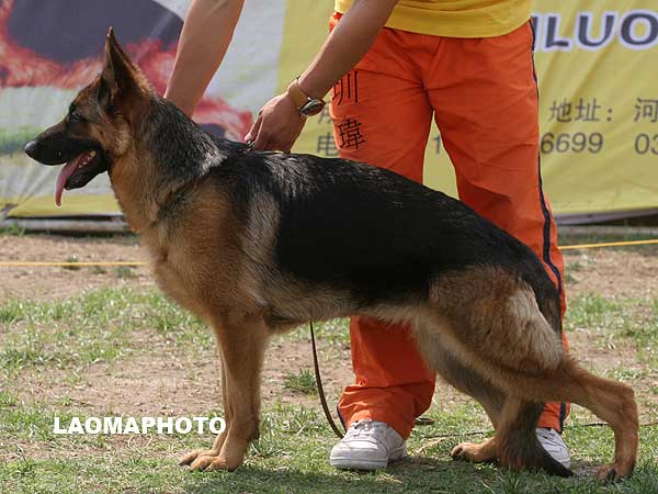 SG4 4031* Kiss von OuWeiJie 母 2006-05-18 CDF1316 CSZ30400 翟所庆