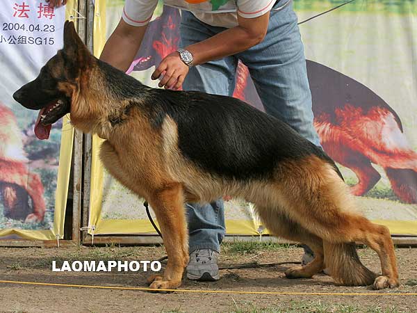 SG4 5019 Hasko von WeiSheng 公 2007-02-23 CJS4122 CSZ47772 赵莹