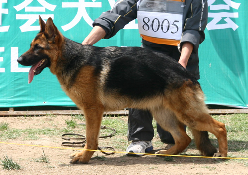 VV4 8005 Ikita von JinQi 母 2007-05-18 CHF3569 CSZ48646 裴茂彬