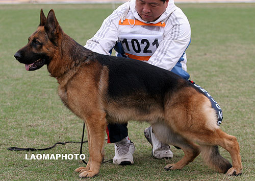 V2 1021* Sam von der Grafenburg 萨姆 公 2005-07-27 U-A4951 CSZ8001724 何不