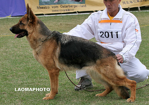 V2 2011* Cardi von Dossel 母 2005-11-19 CAF6434 CSZ21812 边振宇