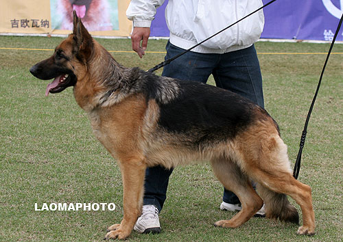 V5 2008* Jaca von DongFangHong 母 2005-11-26 CPF0347 CSZ24341 刘荣久