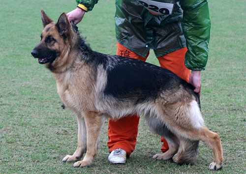 SG3 6020* Baggi von OuWeiJie 母 2006-10-08 CDF1788 CSZ36816 吴秀香