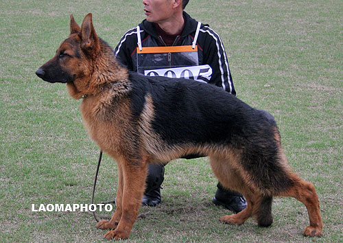 VV4 9005 Bacos von KaNi 公 2007-08-28 CZF1674 CSZ60039 林扬芳