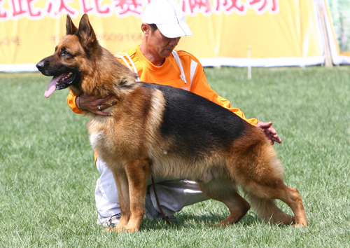 V4 1033* Erko of Fable Land 公 2005-03-06 A05-070 CSZ8001738 李经涛