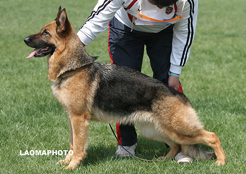 V2 2015* Bea von Alanya 母 2004-05-01 X-E0672 CSZ8001685 邵泽民
