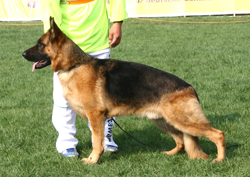 SG4 3023* Ricko von WenXing 公 2006-10-09 CAA0414 CSZ37493 董文彬
