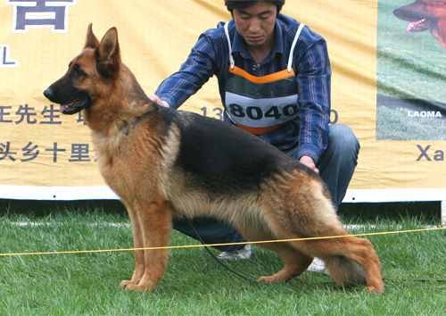 VV1 8040 Alsa von ZhongXing 母 2007-05-09 CHF3642 CSZW48982 白涛