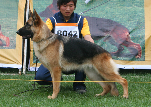 VV2 8042 Hana von ChenQi 母 2007-07-10 CZF1471 CSZ52793 符伟其