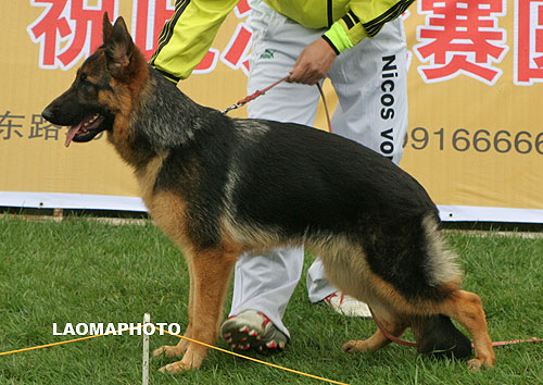 VV2 0021 Laska von WenXing 母 2007-07-15 CAA2226 CSZ52838 董文彬