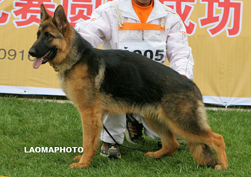 VV3 0005 Fabi von DeLiEr 母 2007-08-12 CSF8766 CSZ58408 周民