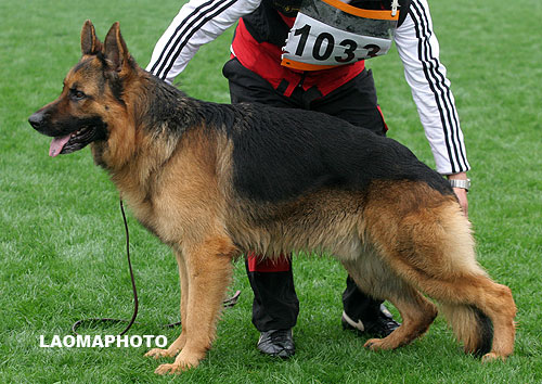 V2 1033 Darius van Noort 公 达乌斯 2004-06-15， D-E3686 　CSZ8001176 　张弛