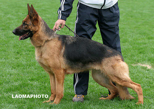V3 2035* Xendy von der Grotte 母 2004-06-21 E-A6250 CSZ8000256 游俊
