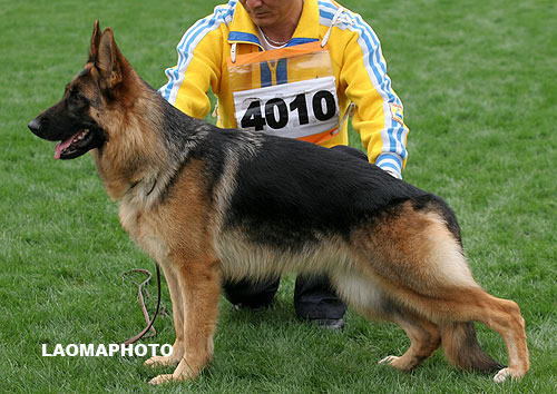 SG1 4010* Nailly von KaiXuan 母 2006-08-18 CFN2244 CSZ34443 王华凯