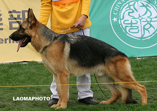 SG3 5034 Jaff von XinShiJie 公 2006-12-14 CSS7078 CSZ43504 赵辉