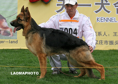 VV1 7004 Aido von DongSheng 公 2007-05-28 CKS9820 CSZ55955 赵峰