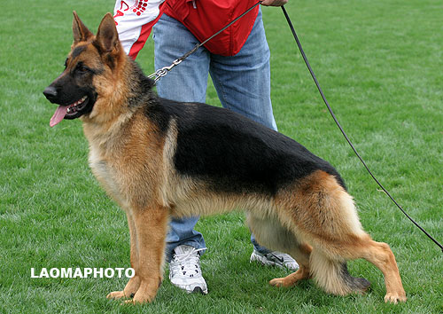 VV2 7001 Xandy von GongTuo 公 2007-04-04 CFS3065 CSZ47156 张殿海