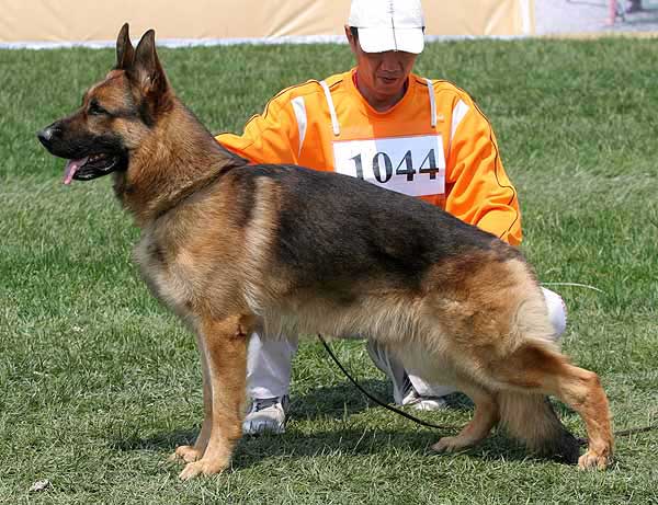 V2 1044* Iceman von Arlett 公 2004-01-10 H-H6119 CSZ8000294 葛彦发