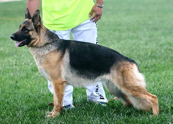 SG3 4060* Nala von WenXing 母 2006-07-02 CAN9606 CSZ33429 宋富景