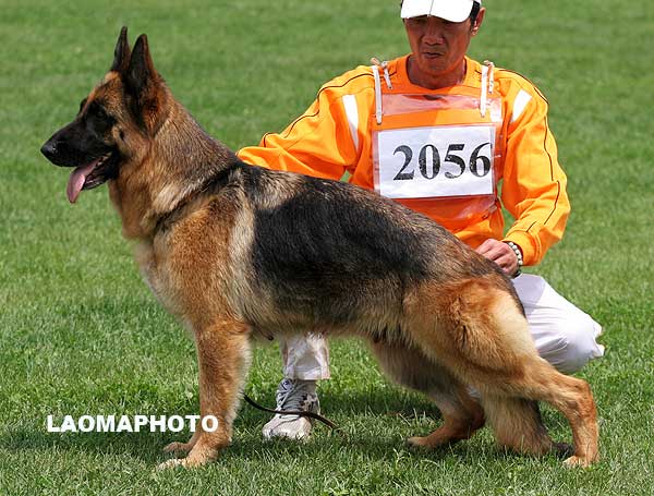 V4 2056* Paetsi von SiJiMingQuan 母 2003-07-03，CLF1550，CSZ0007617，王振秋