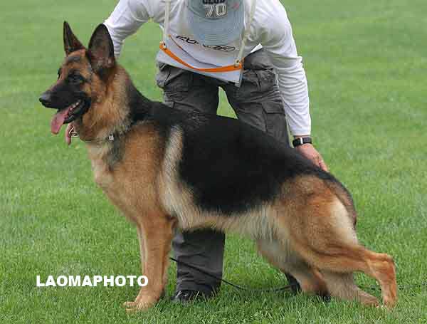 SG3 6041* Dana von YiHe 母 2006-12-07，CEM5802，CSZ42539，李子毅
