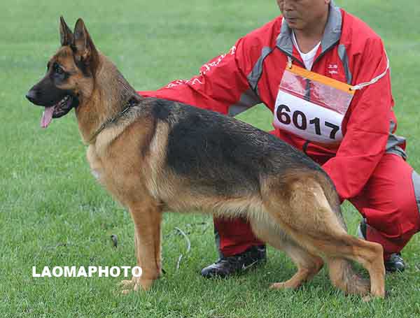 SG4 6017* Nataly von ZhengRong 母 2007-04-25，CLA1587，CSZ61296，宁五一