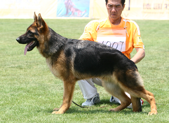 VV3　7007，Marino von JinXiu，公，2007-07-24，CEF7209，CSZ51962 ，花国忠