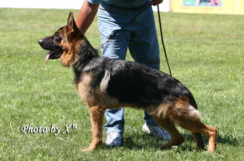 VV04　7008　Malin von WeiSheng　公，2007-09-07，CJS4769，CSZ60403　赵莹