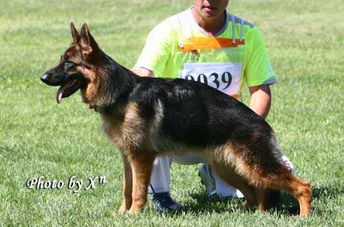 VV02　0039　Siena von WenXing　母，2008-01-27，CAA4031，CSZ63024　董文彬