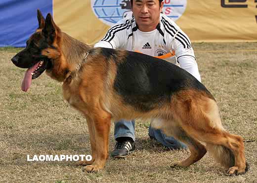 1016*　 V3 　Belisar von Aurelius　公　2006-05-15　R-C0415　CSZ8001834　唐柱林