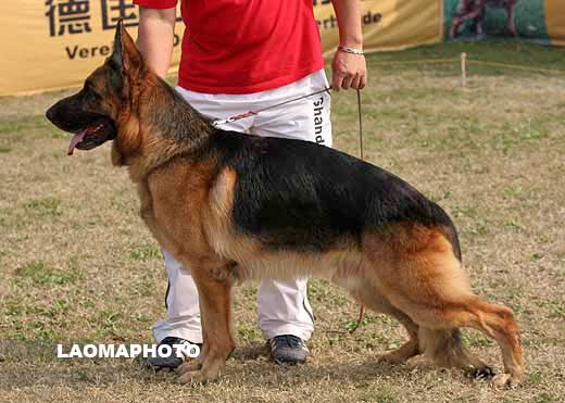 1053* 　V5　Kim vom Schindbachtal　公　2003-08-10　R-B1718　CSZ8001525　孙少洪