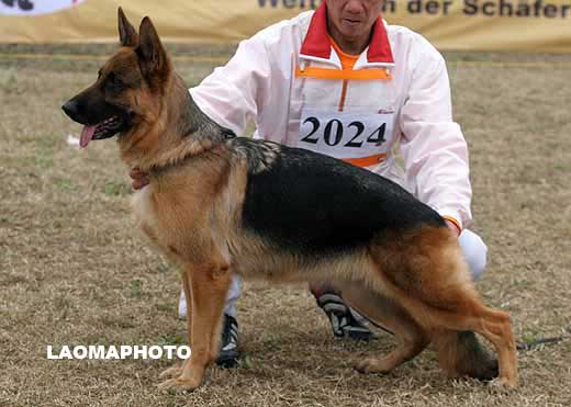 2024* 　V3　Galva von HengLi　母　2005-05-12　CSF2845　CSZ17814　毋军