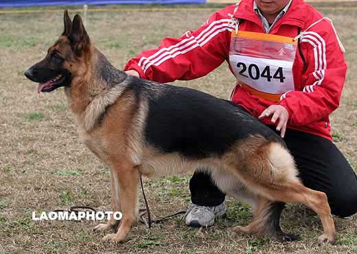 2044* 　V4　Carmina von JiaBei　母　2006-05-17　CRF1538　CSZ29007　游俊(四川酒都)