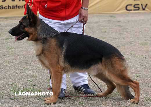 3002　SG2 　Ballack von Bad-Boll　公　2007-04-03　N-P4921　CSZ8001992　牛福林