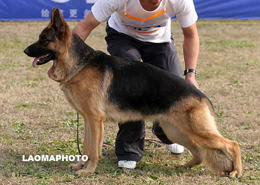 6023　SG5 　Aca von YiYu　母　2007-08-09　CRN2217　CSZ58906　欧阳力