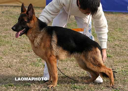 7004　VV2　Avry von DaYou　公　2008-02-15　CRN2713　CSZ73259　唐金东