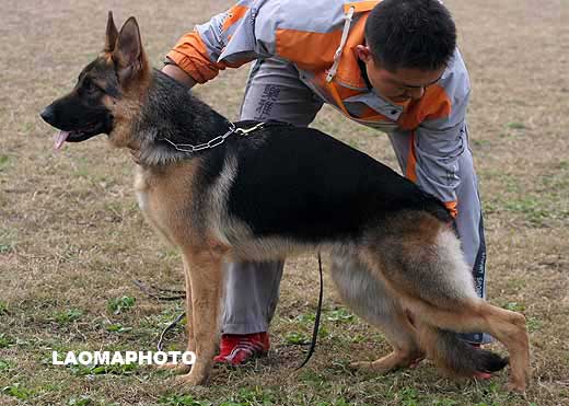 9014　VV4　Brutus von TongDe　公　2008-03-20　CSA6791　CSZ80645　师同德