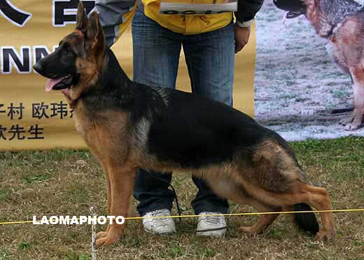 0010　VV2　Ferrara von XinJi　母　2008-04-06　CKA2933　CSZW84592　靳国麦