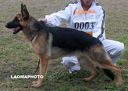 0003　VV4 　Dala von BeiKeEr　母　2008-04-23　CSA6634　CSZ73514　李昌利