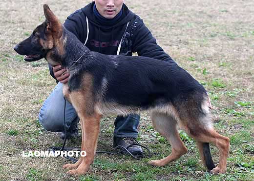 0014　VV5　Csly von HuShan　母　2008-03-22　CRN2649　CSZ73285　陈勇