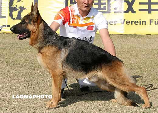 3004*　SG2　Seven vom Sunrise Kennel　公　2007-05-17　HB813　CSZ8001764　冯伟叶
