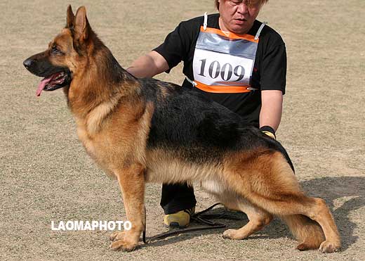V2 1009* 成年公犬组 Adagio von SuBei（阿达吉欧） 公 2006-07-04 CFN1902 CSZ34197 葛立君