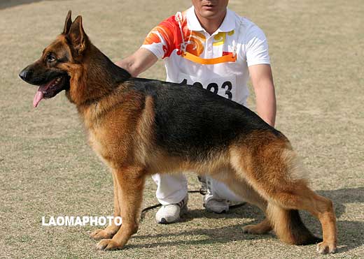 V3 1023* 成年公犬组 Elax von P&D（依拉克斯） 公 2006-02-17 CFF1342 CSZ26444 顾宏伟