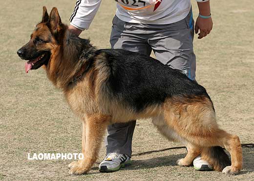 V5 1027 成年公犬组 Matzo del Seprio（玛佐·德） 公 2006-6-1 6DVN22 CSZ8002063 许家福