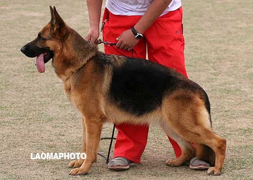 V2 2027* 成年母犬组 Emma vom Klostermoor 母 2004-06-28 D-D1186 CSZ8000891 林尔苍