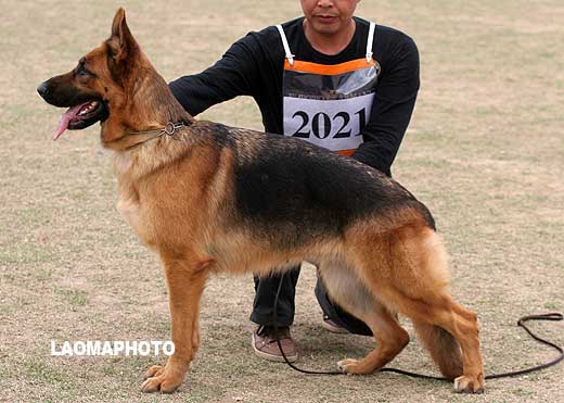 V3 2021* 成年母犬组 Edda von P&D 母 2006-02-17 CFF1349 CSZ26451 周谷