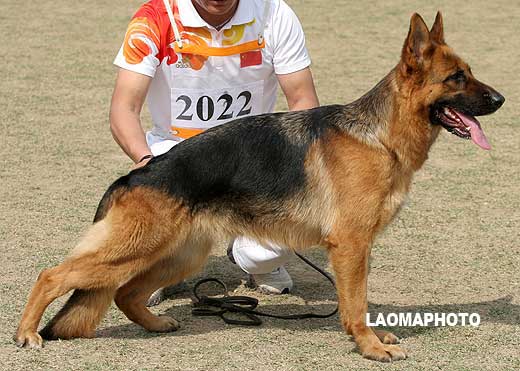 V4 2022* 成年母犬组 Eda von P&D 母 2006-02-17 CFF1348 CSZ26450 顾宏伟